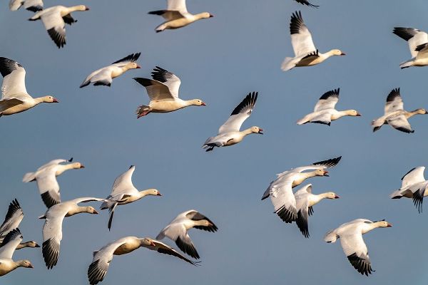 Jaynes Gallery 아티스트의 USA-New Mexico-Bosque del Apache National Wildlife Refuge-Snow geese flock in flight작품입니다.